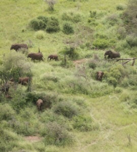 Can private capital keep Africa wild?